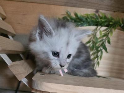 Petra - Maine Coon - Gallery Photo #1