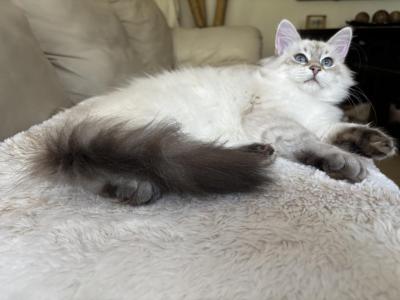 June - Siberian - Gallery Photo #1