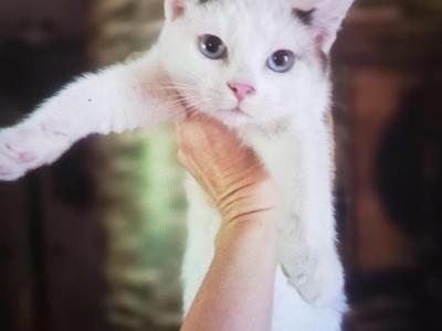 Mia - Snowshoe - Gallery Photo #1