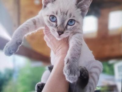 Oscar - Siamese - Gallery Photo #1