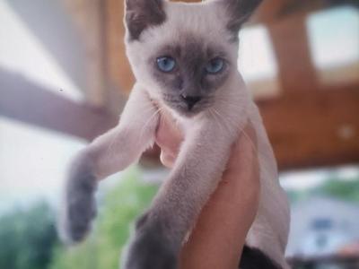 Sushi - Siamese - Gallery Photo #1