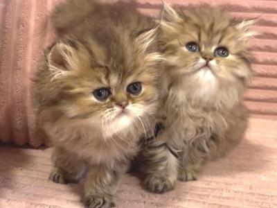 Golden Tabbies - Persian - Gallery Photo #1