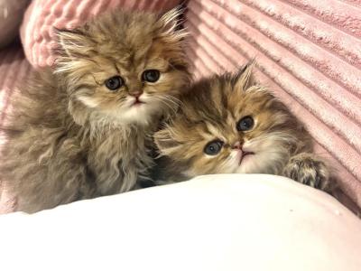 Golden Tabbies - Persian - Gallery Photo #1
