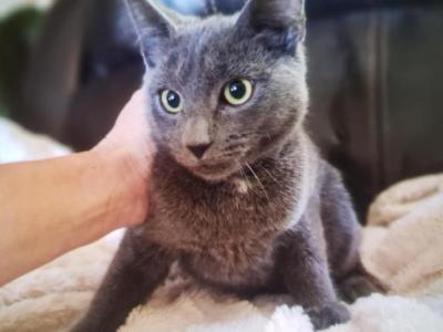 Elvis - Korat - Gallery Photo #1