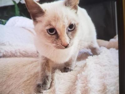 Elsa - Siamese - Gallery Photo #1