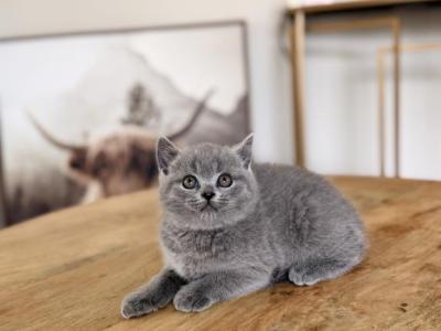 Cutie - British Shorthair - Gallery Photo #1