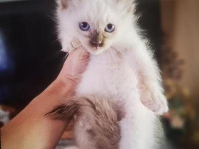Benny - Ragdoll - Gallery Photo #1