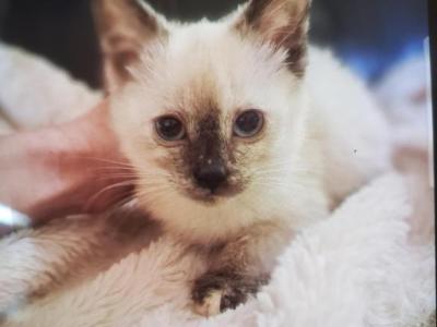 Tahini - Siamese - Gallery Photo #1