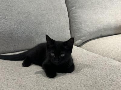 Black Male Kitten - Domestic - Gallery Photo #1