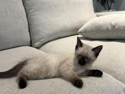 White Male Kitten - Domestic - Gallery Photo #1