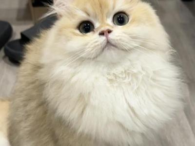 Teetee - British Shorthair - Gallery Photo #1