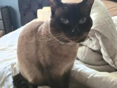 Chill Siamese Male - Siamese - Gallery Photo #1