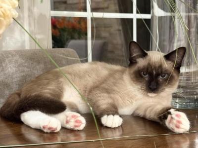 Boy - Siamese - Gallery Photo #1