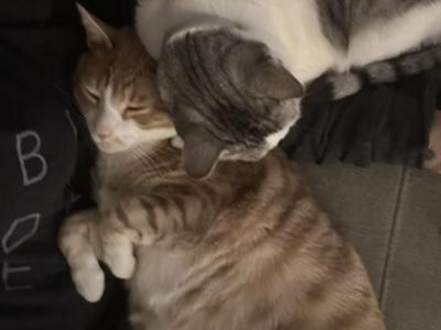 Toby And Mikey - Domestic - Gallery Photo #1