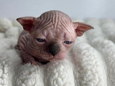 Dilute Blue Point Boy DBE - Sphynx - Gallery Photo #1