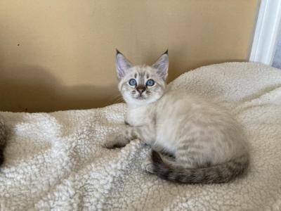 Savannah Mix Bengal - Savannah - Gallery Photo #1