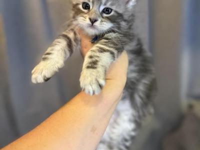 Rowan - Maine Coon - Gallery Photo #1