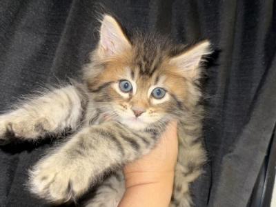 Bramble - Maine Coon - Gallery Photo #1