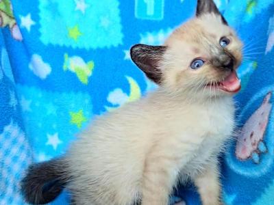 Thai Kittens Ready Oct 14th - Thai - Gallery Photo #1