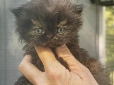 Baby - Persian - Gallery Photo #1