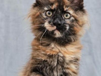 Yucca - Maine Coon - Gallery Photo #1