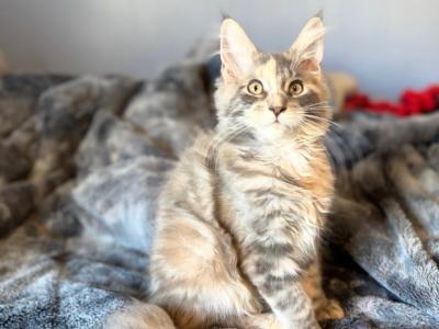 Blue Cream Tortie - Maine Coon - Gallery Photo #1