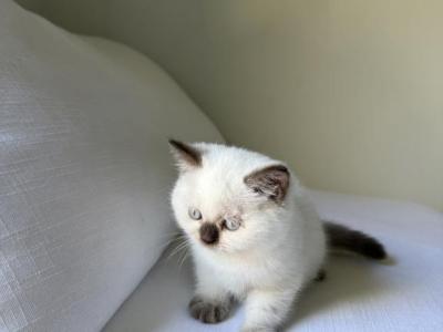 Scottish White  Kitten - Scottish Straight - Gallery Photo #1