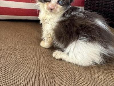 Munchkin - Munchkin - Gallery Photo #1