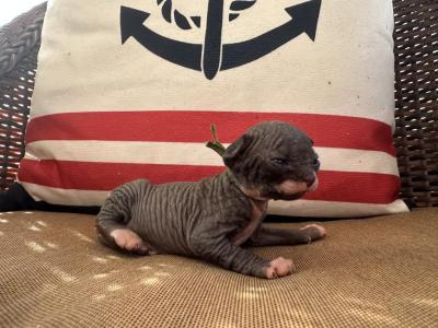 Christmas Babies - Sphynx - Gallery Photo #1