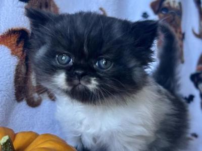 Reserved Black Smoke Bicolor Male - Persian - Gallery Photo #1