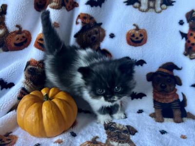 Black Smoke Bicolor Male - Persian - Gallery Photo #1