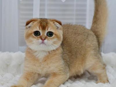 Mark - Scottish Fold - Gallery Photo #1