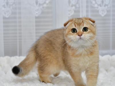 Maya - Scottish Fold - Gallery Photo #1