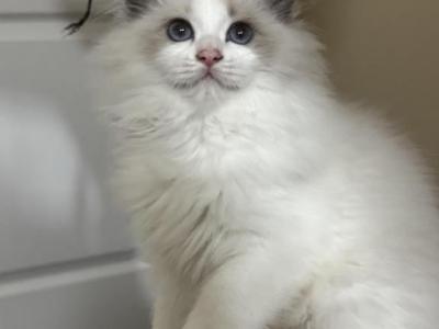 Coco - Ragdoll - Gallery Photo #1