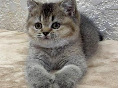 Knopka - British Shorthair - Gallery Photo #1