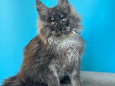 Watson - Maine Coon - Gallery Photo #1