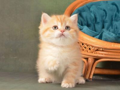 British Ponochka - British Shorthair - Gallery Photo #1