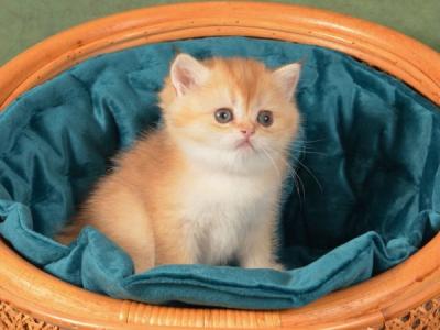 British Paulina - British Shorthair - Gallery Photo #1