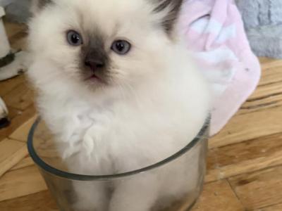 Cloud - Ragamuffin - Gallery Photo #1