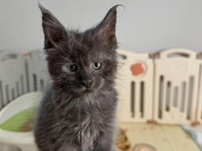 Gabby - Maine Coon - Gallery Photo #1