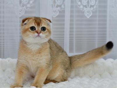 Mark - Scottish Fold - Gallery Photo #1