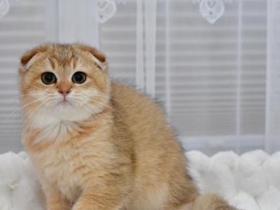 Maya - Scottish Fold - Gallery Photo #1