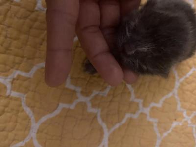 Ella Litter - Domestic - Gallery Photo #1