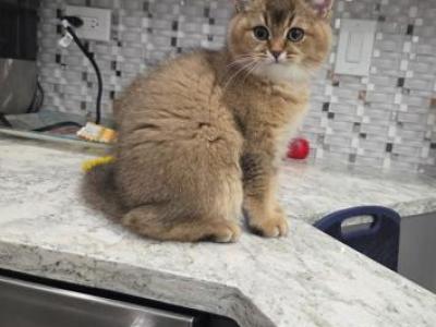 Charlie - Scottish Fold - Gallery Photo #1