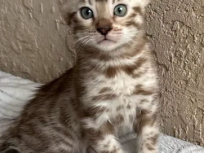 Murray - Bengal - Gallery Photo #1