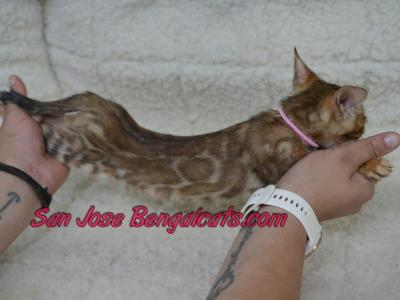 Victory Mars Litter - Bengal - Gallery Photo #1