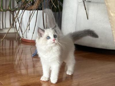 Big Ragdoll Boy Kitten - Ragdoll - Gallery Photo #1