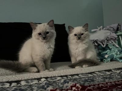 Blue Mitted Male - Ragdoll - Gallery Photo #1