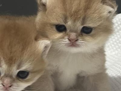 Oscar - British Shorthair - Gallery Photo #1
