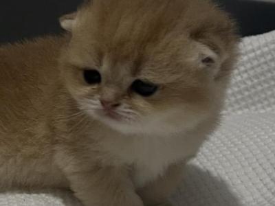 Mila - British Shorthair - Gallery Photo #1